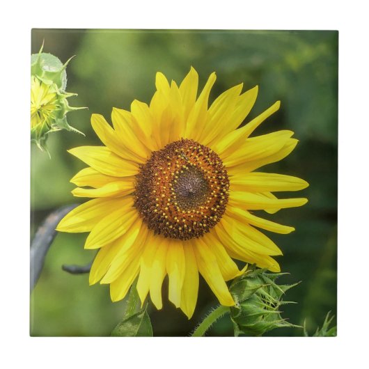 ひまわり タイル (正面)