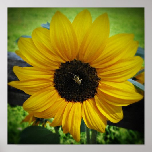 ひまわり&ビーのポスターアート ポスター (正面)