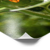 ひまわり フォトプリント            (角)