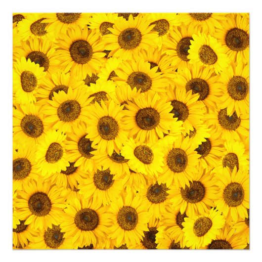 ひまわり フォトプリント            (正面)