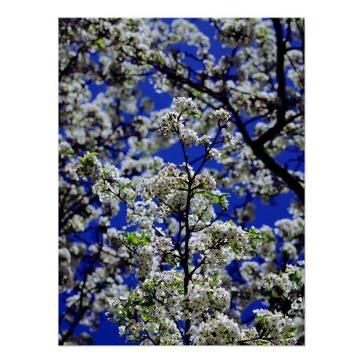 ひまわり ポスター (正面)