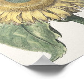 ひまわり ポスター (角)