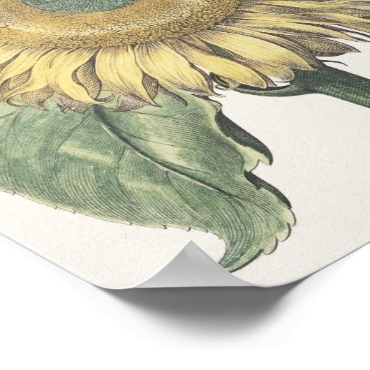 ひまわり ポスター (角)