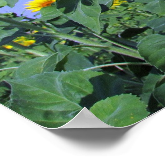 ひまわり ポスター (角)