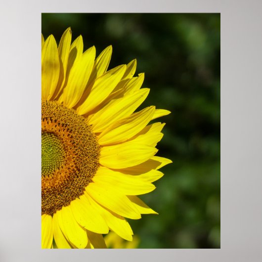 ひまわり ポスター (正面)