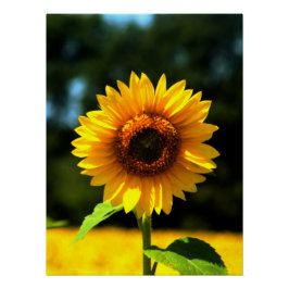 ひまわり ポスター