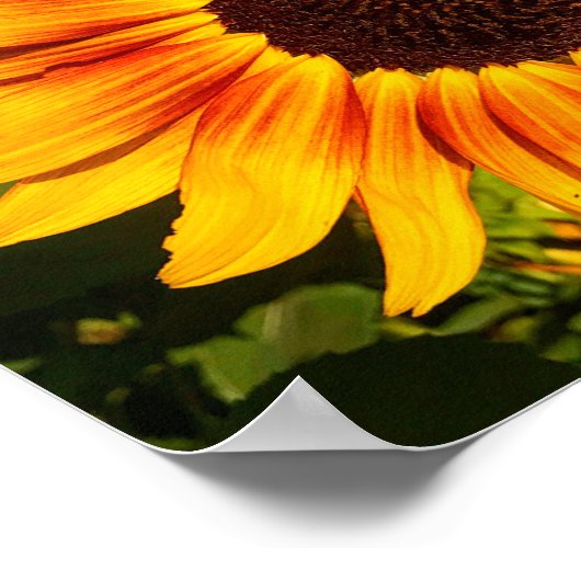 ひまわり ポスター (角)