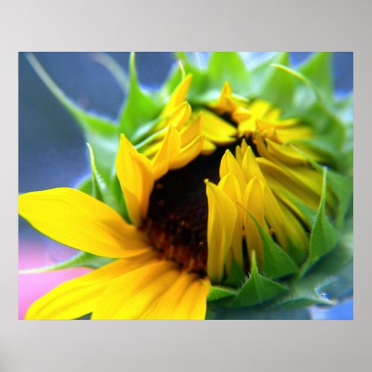 ひまわり ポスター (正面)