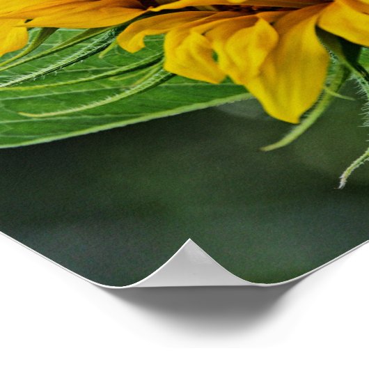 ひまわり ポスター (角)