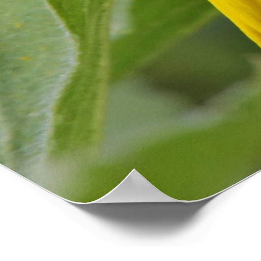 ひまわり ポスター (角)