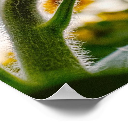 ひまわり ポスター (角)