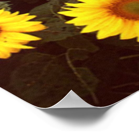 ひまわり ポスター (角)