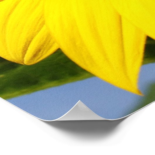 ひまわり ポスター (角)