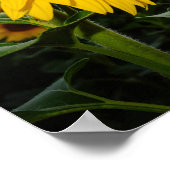 ひまわり ポスター (角)