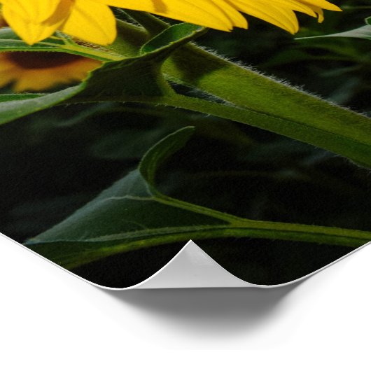 ひまわり ポスター (角)