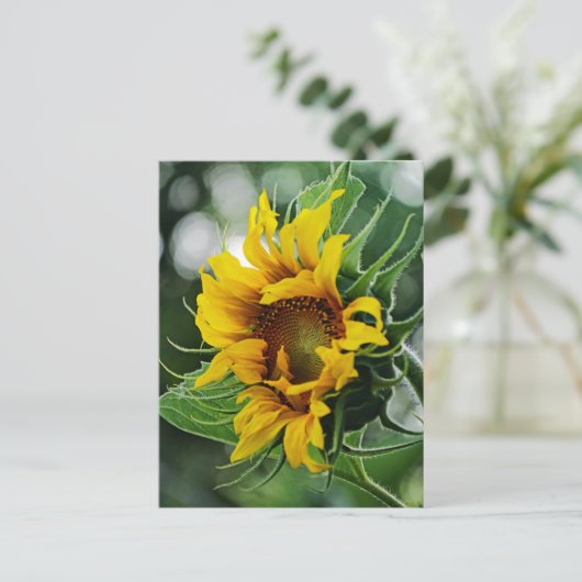 ひまわり ポストカード (スタンド正面)