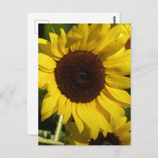 ひまわり ポストカード (正面/裏面)