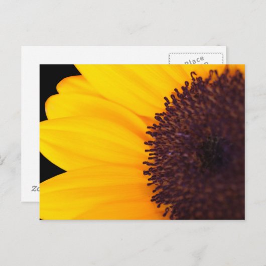ひまわり ポストカード (正面/裏面)