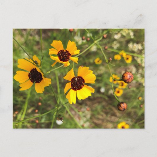 ひまわり ポストカード (正面)