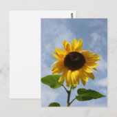 ひまわり ポストカード (正面/裏面)