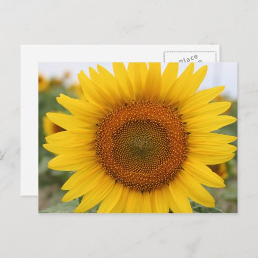 ひまわり ポストカード (正面/裏面)