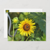 ひまわり ポストカード (正面/裏面)