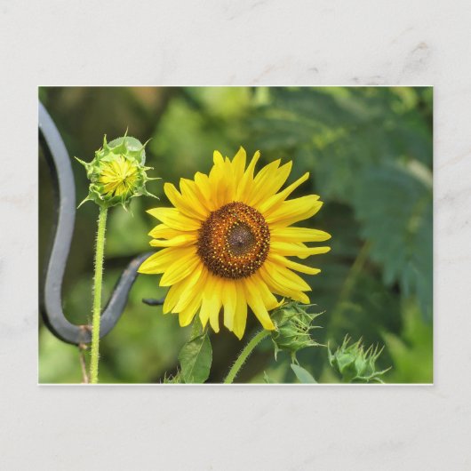 ひまわり ポストカード (正面)