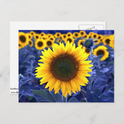 ひまわり ポストカード (正面/裏面)