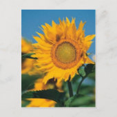ひまわり ポストカード (正面)