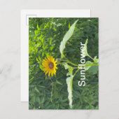 ひまわり ポストカード (正面/裏面)