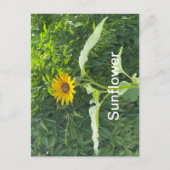 ひまわり ポストカード (正面)
