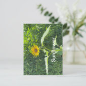 ひまわり ポストカード (スタンド正面)