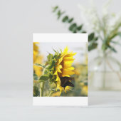 ひまわり ポストカード (スタンド正面)