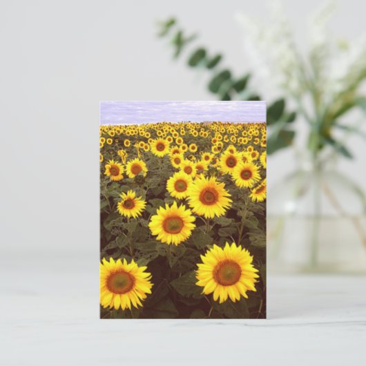 ひまわり ポストカード (スタンド正面)