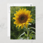 ひまわり ポストカード (正面/裏面)
