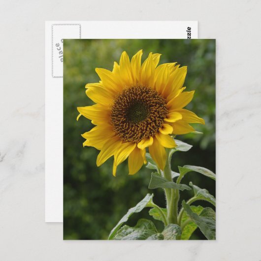 ひまわり ポストカード (正面/裏面)