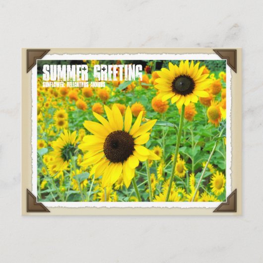 ひまわり ポストカード (正面)