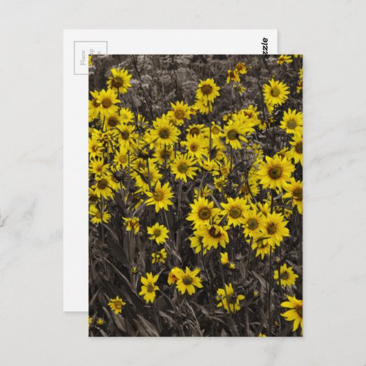 ひまわり ポストカード (正面/裏面)