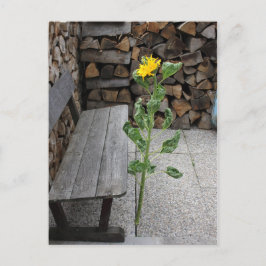 ひまわり ポストカード