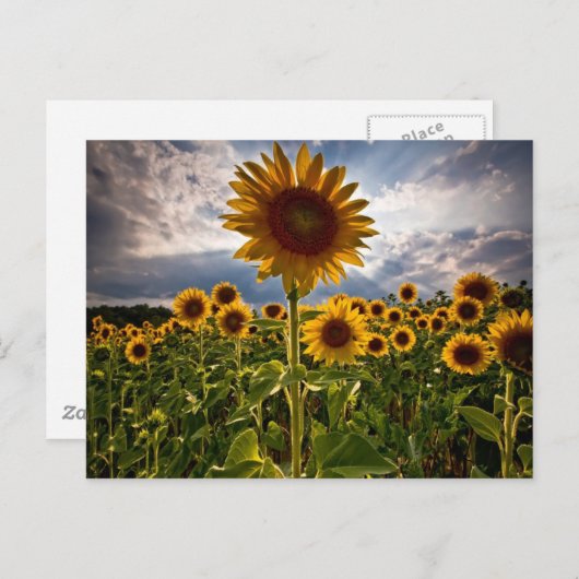 ひまわり ポストカード (正面/裏面)