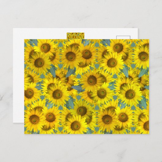 ひまわり ポストカード (正面/裏面)