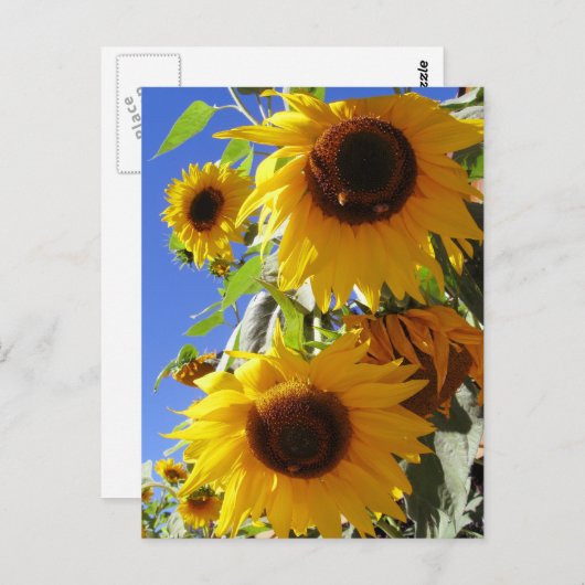 ひまわり ポストカード (正面/裏面)