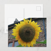 ひまわり ポストカード (正面/裏面)