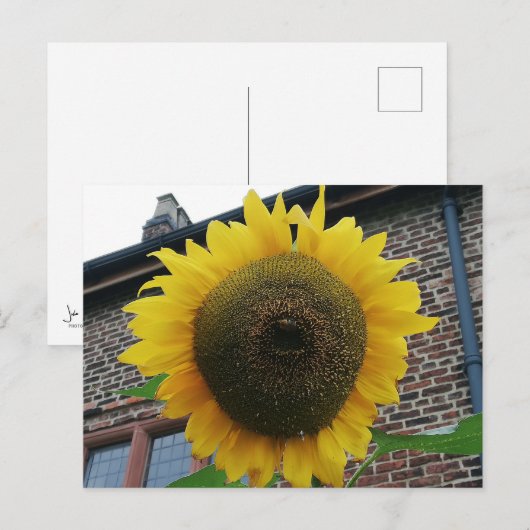 ひまわり ポストカード (正面/裏面)
