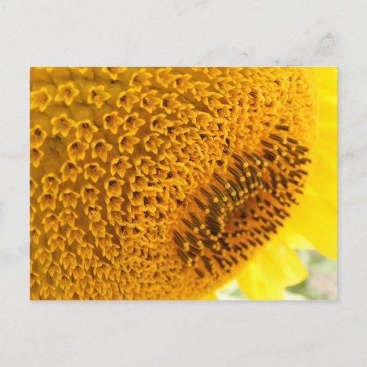 ひまわり – マクロ ポストカード (正面)