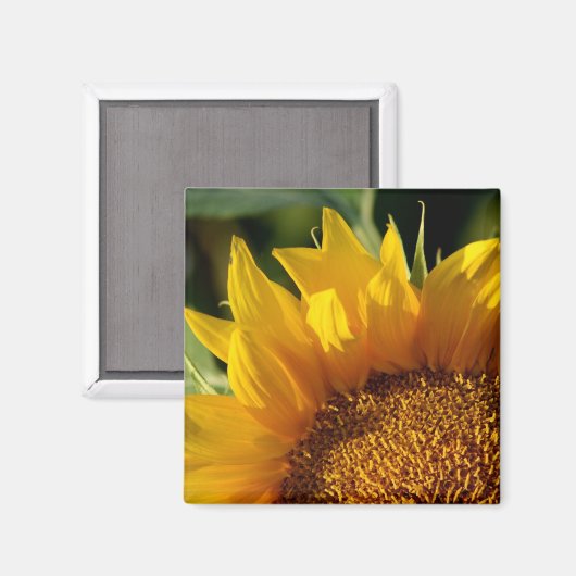 ひまわり マグネット (正面/裏面)