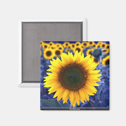 ひまわり マグネット (正面/裏面)