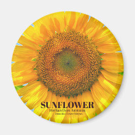 ひまわり マグネット