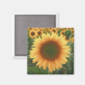 ひまわり マグネット (正面/裏面)