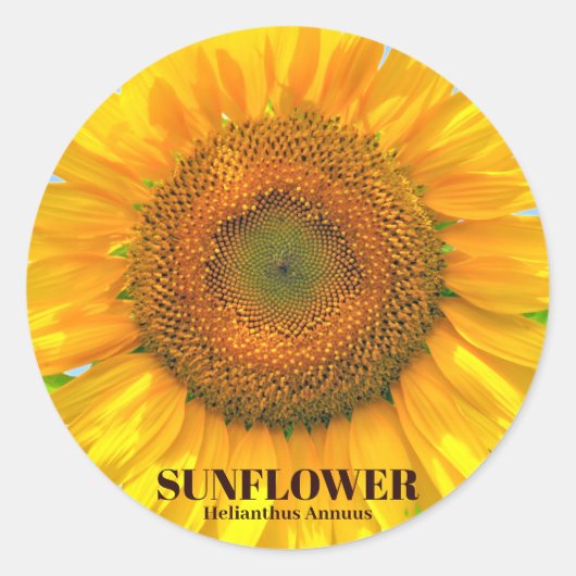 ひまわり ラウンドシール (正面)